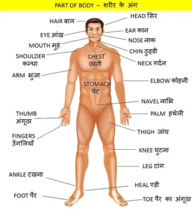  Body Parts Name in English